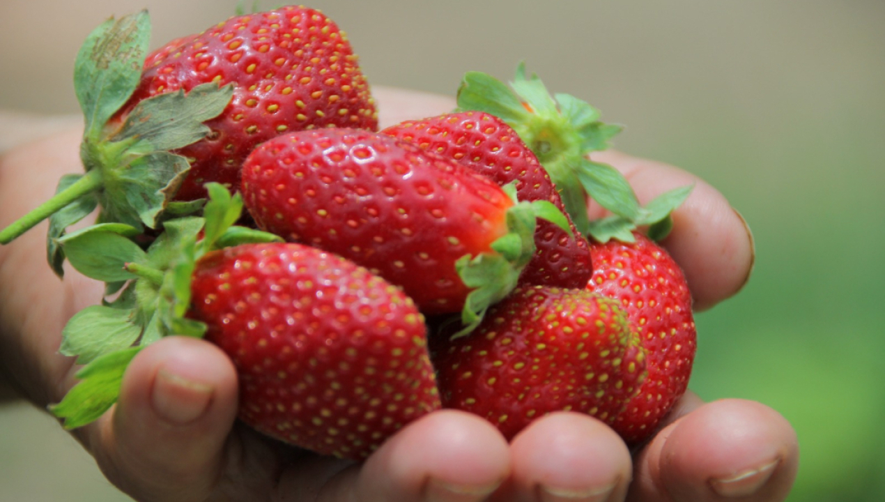 /sag-cambia-estatus-del-nematodo-que-afecta-a-la-frutilla-y-refuerza-medidas