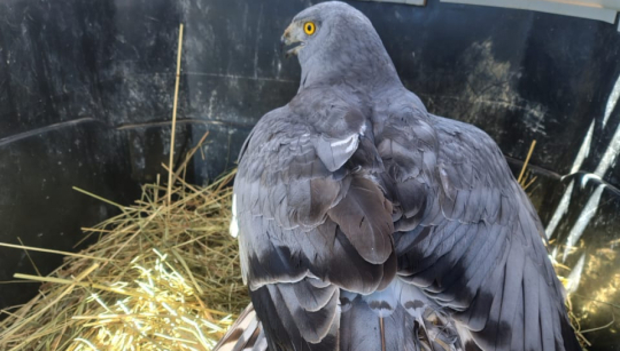 /ejemplar-de-vari-es-devuelto-a-su-habitat-natural-las-cercanias-del-humedal