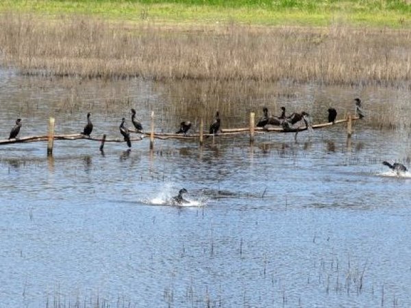 Fiscalía pide ocho años y una multa de 1.700 millones a empresario que intervino humedal