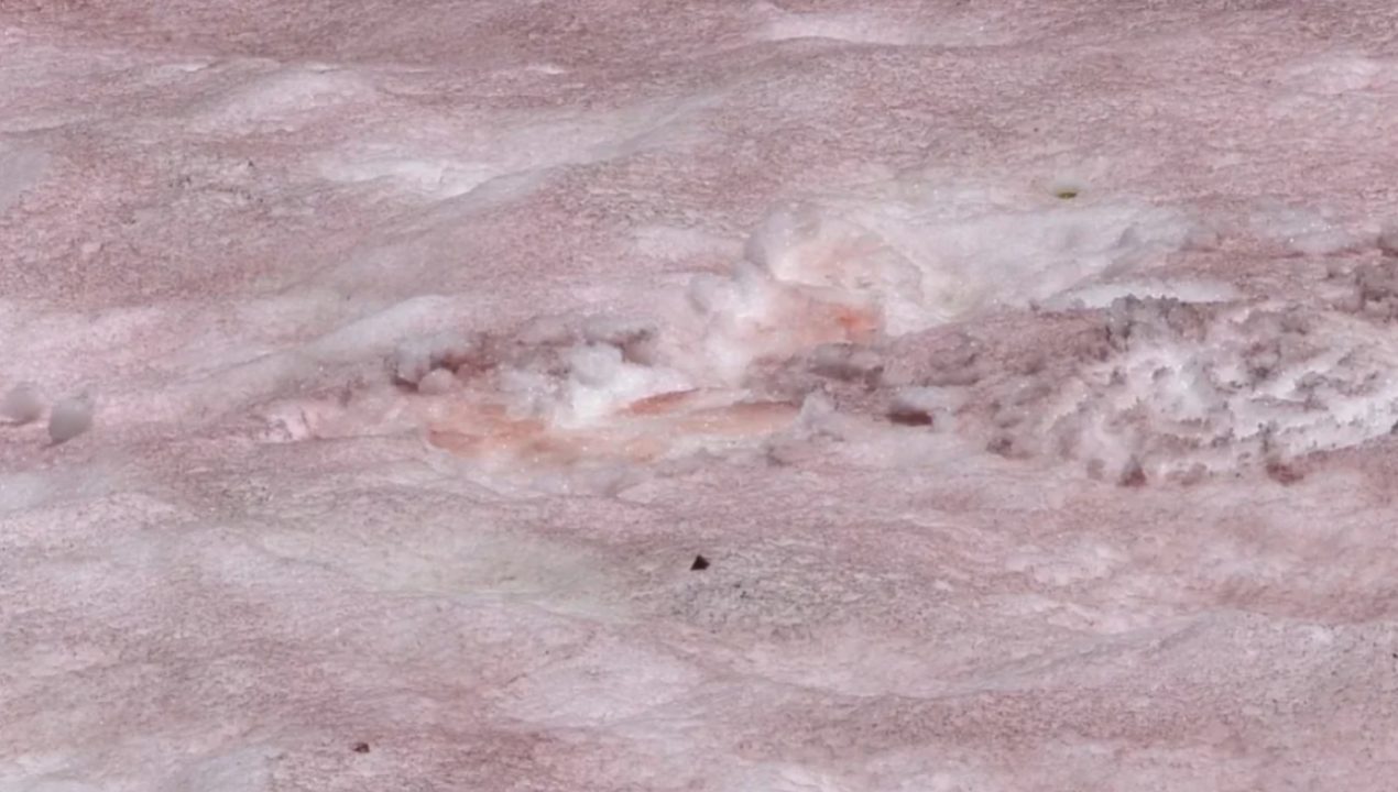 /actualidad/el-fenomeno-de-la-nieve-rosada-preocupa-a-cientificos-por-su-impacto