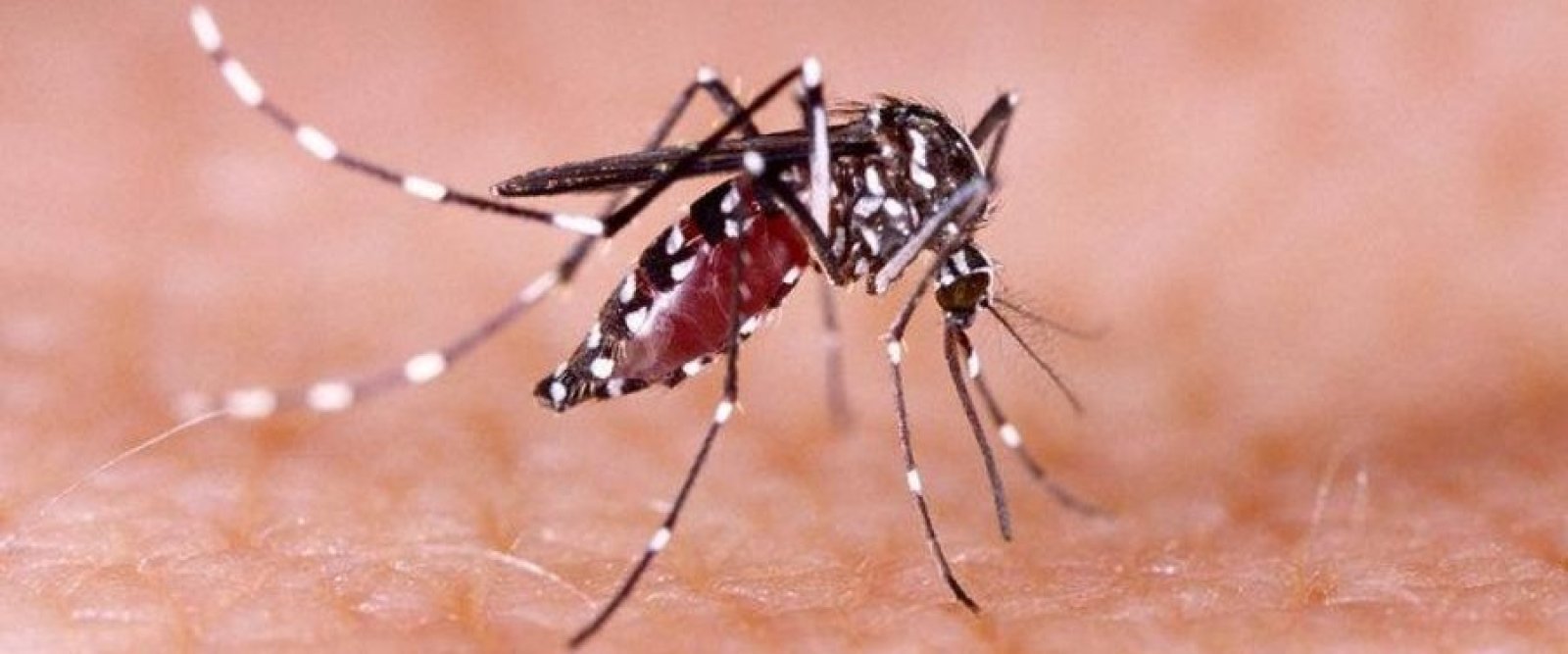 Ministerio de Salud confirma brote de dengue en Rapa Nui: Hay 4 casos positivos y otros 5 sospechosos